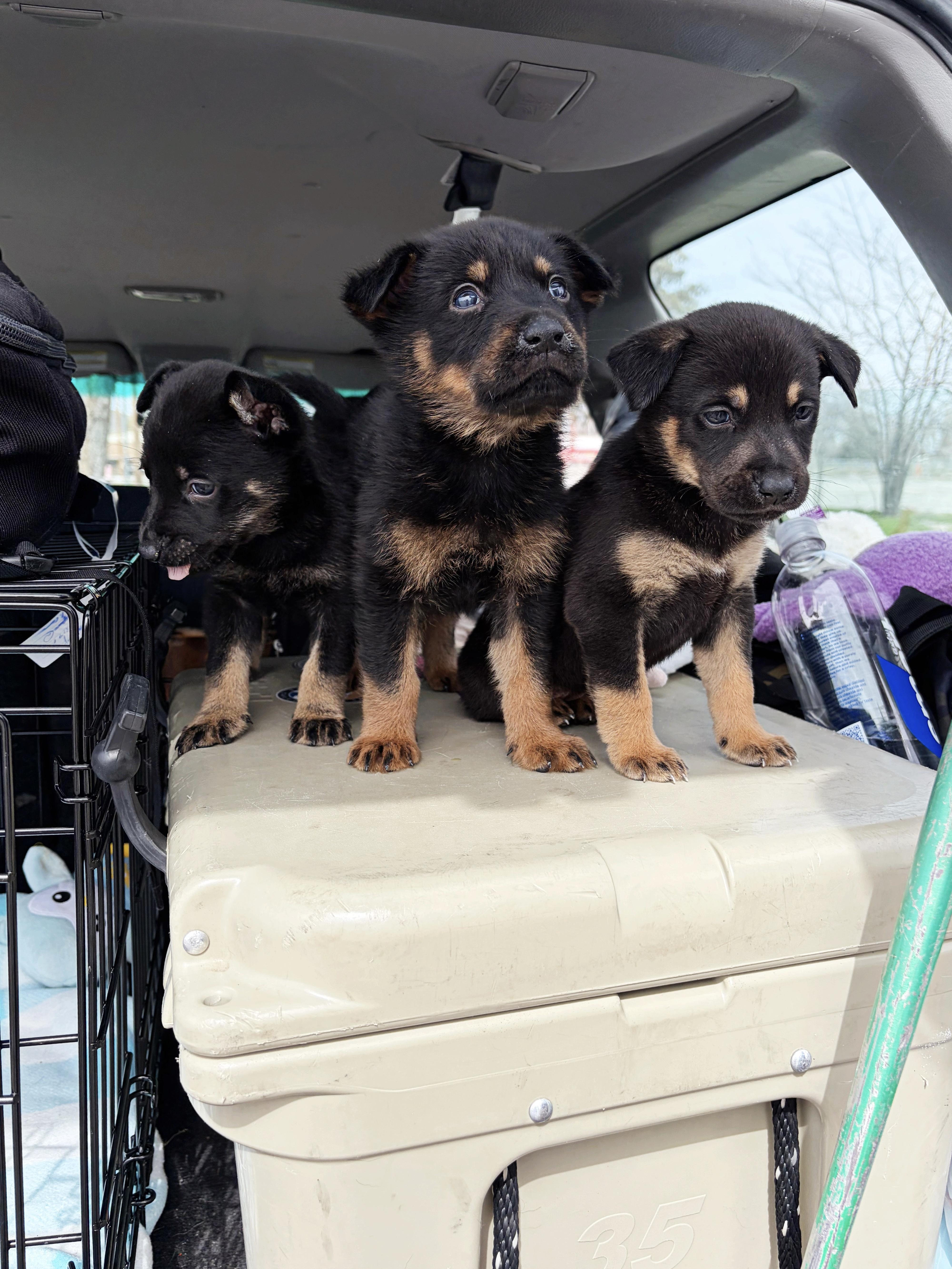 Enlarge Rocky, a ADOPTABLE mixed breed in salt lake city, UT image 3/3