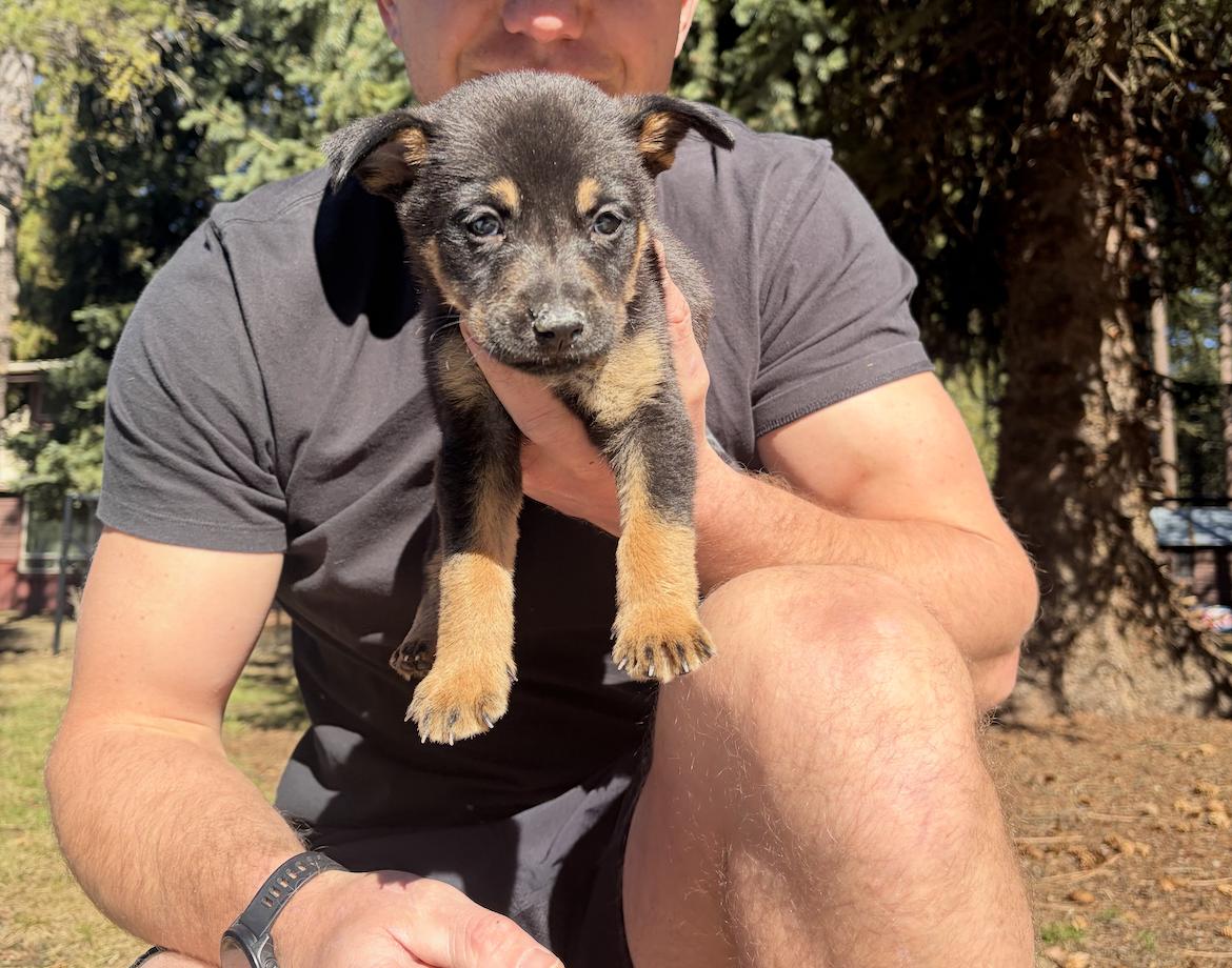 Enlarge Rocky, a ADOPTABLE mixed breed in salt lake city, UT image 2/3