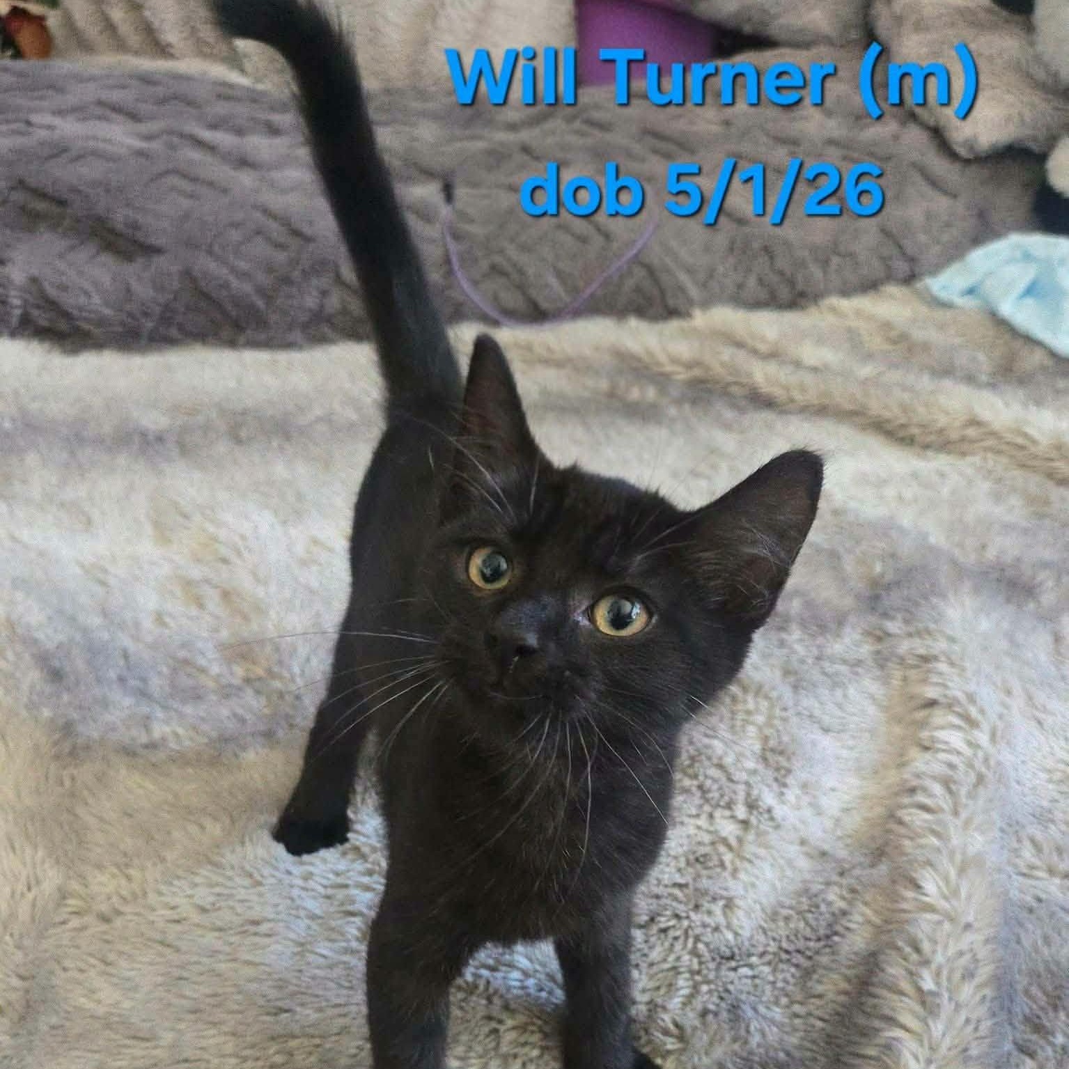 William Turner, adopted, Kitten Male Domestic Short Hair.