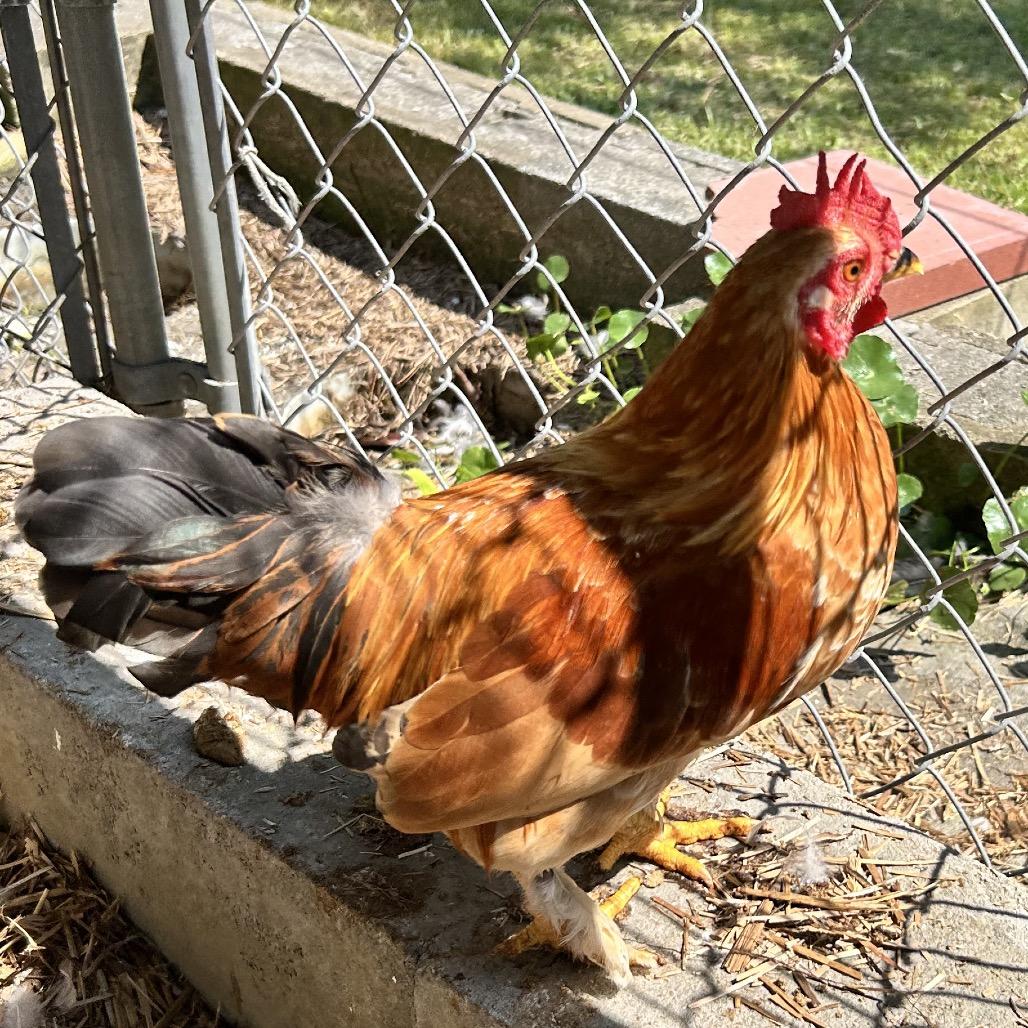 Doris, Adoptable, Young Female Chicken.