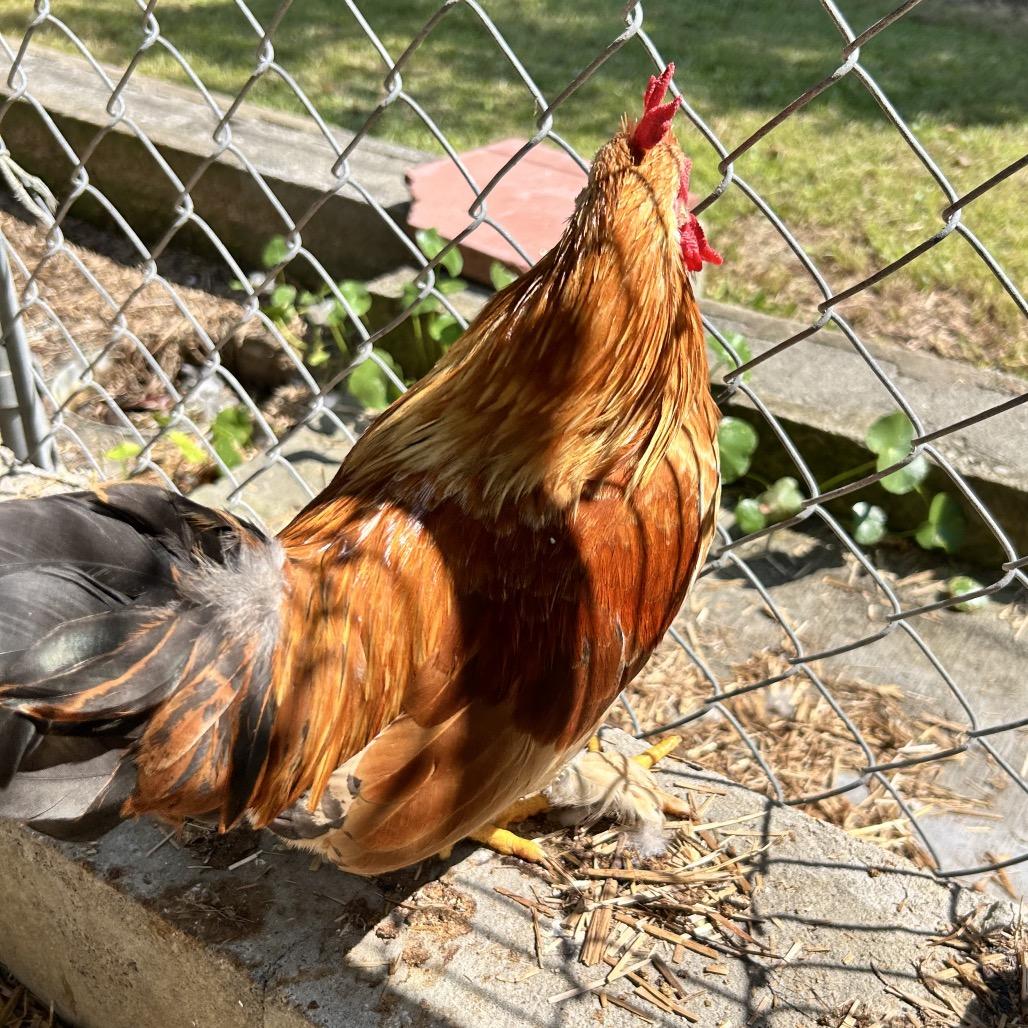 Enlarge Doris, a Adoptable Chicken in Newport, NC image 2/2
