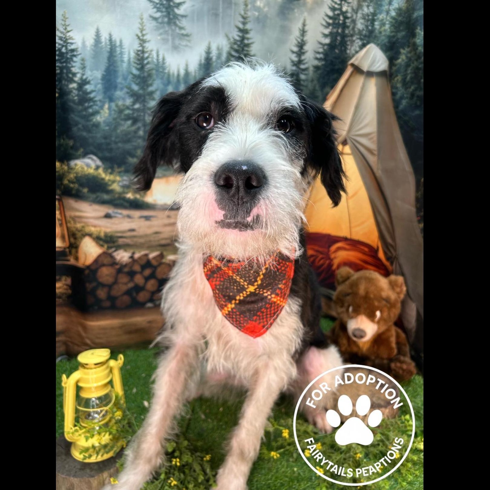 Rosco, a Adoptable mixed breed in Winchester, KY image 2/3