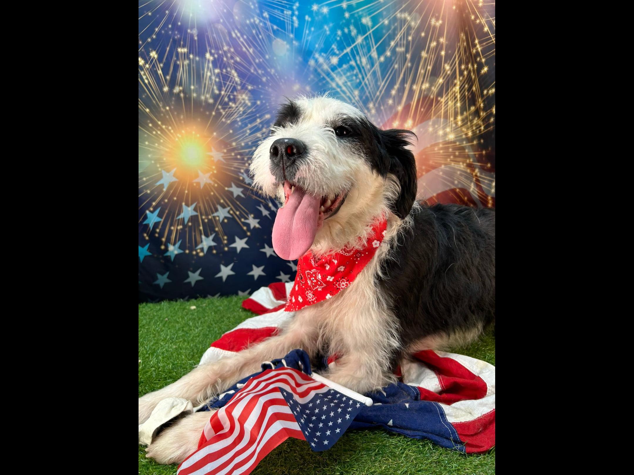 Rosco, Adult Male Standard Poodle