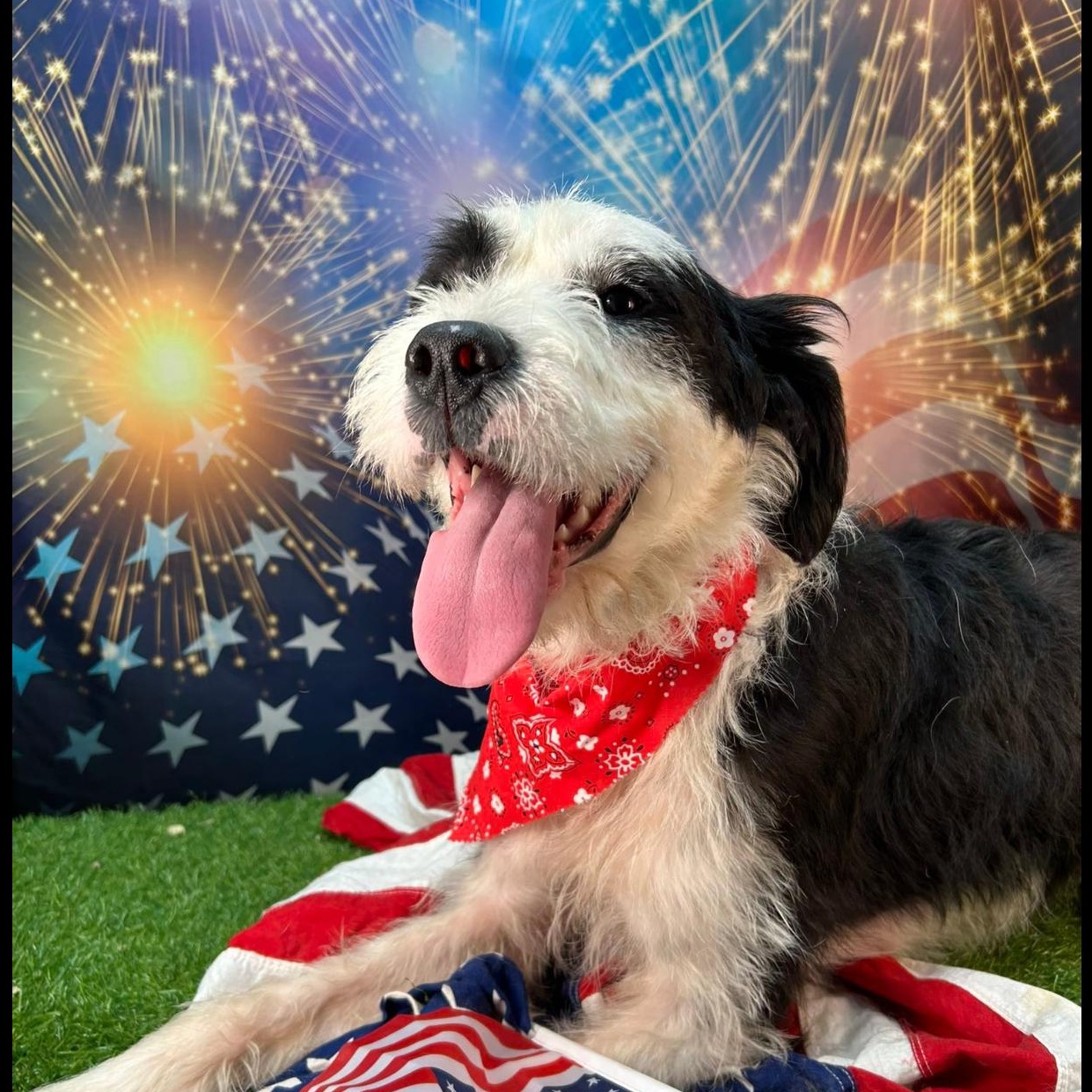 Rosco, a Adoptable mixed breed in Winchester, KY image 1/3