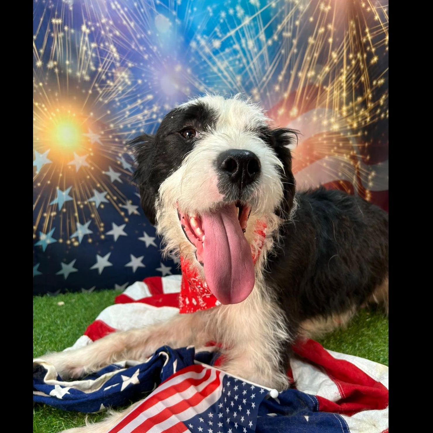 Rosco, a Adoptable mixed breed in Winchester, KY image 3/3