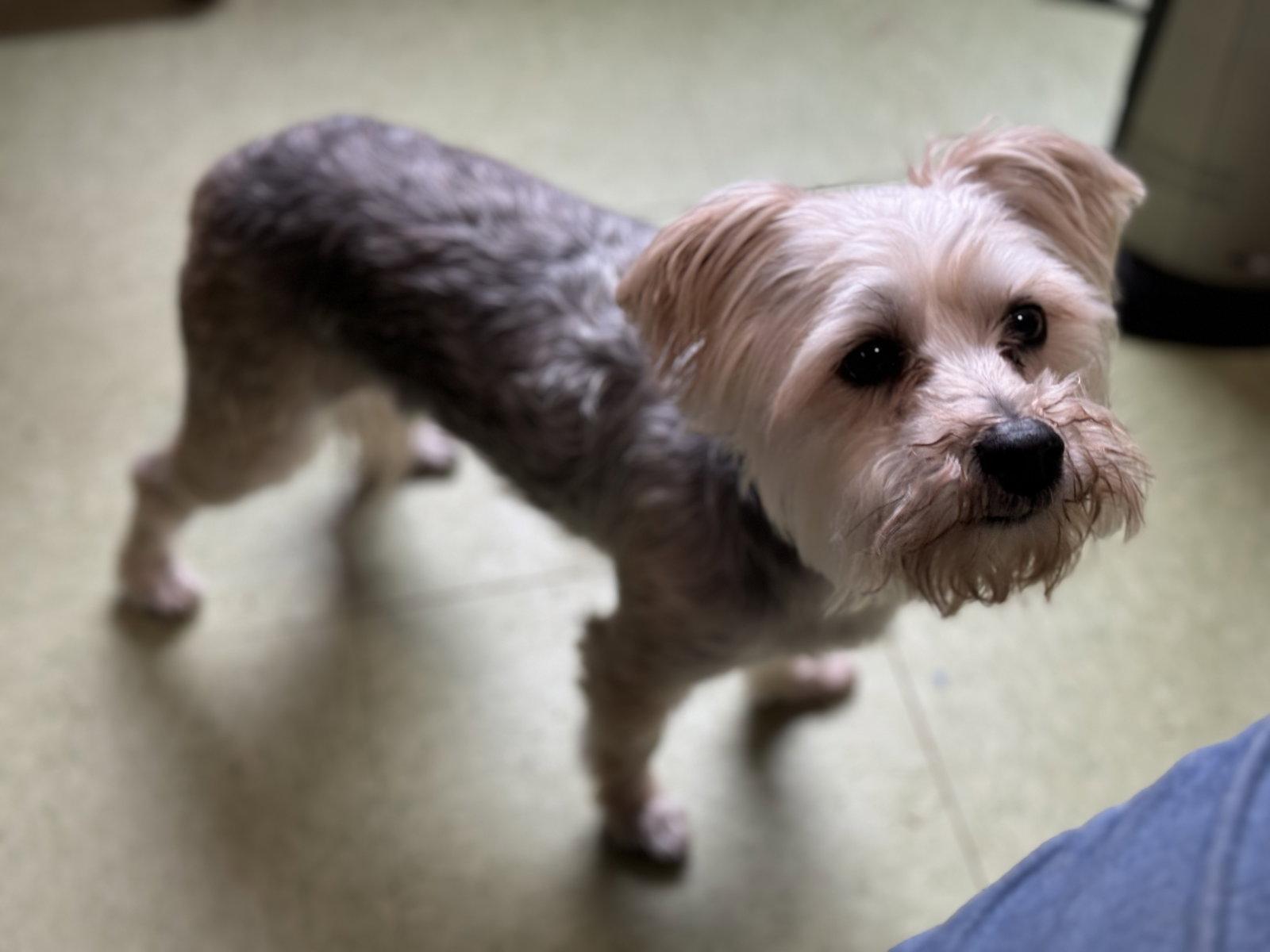 Buster, Adopted, Adult Male Maltese & Yorkshire Terrier.