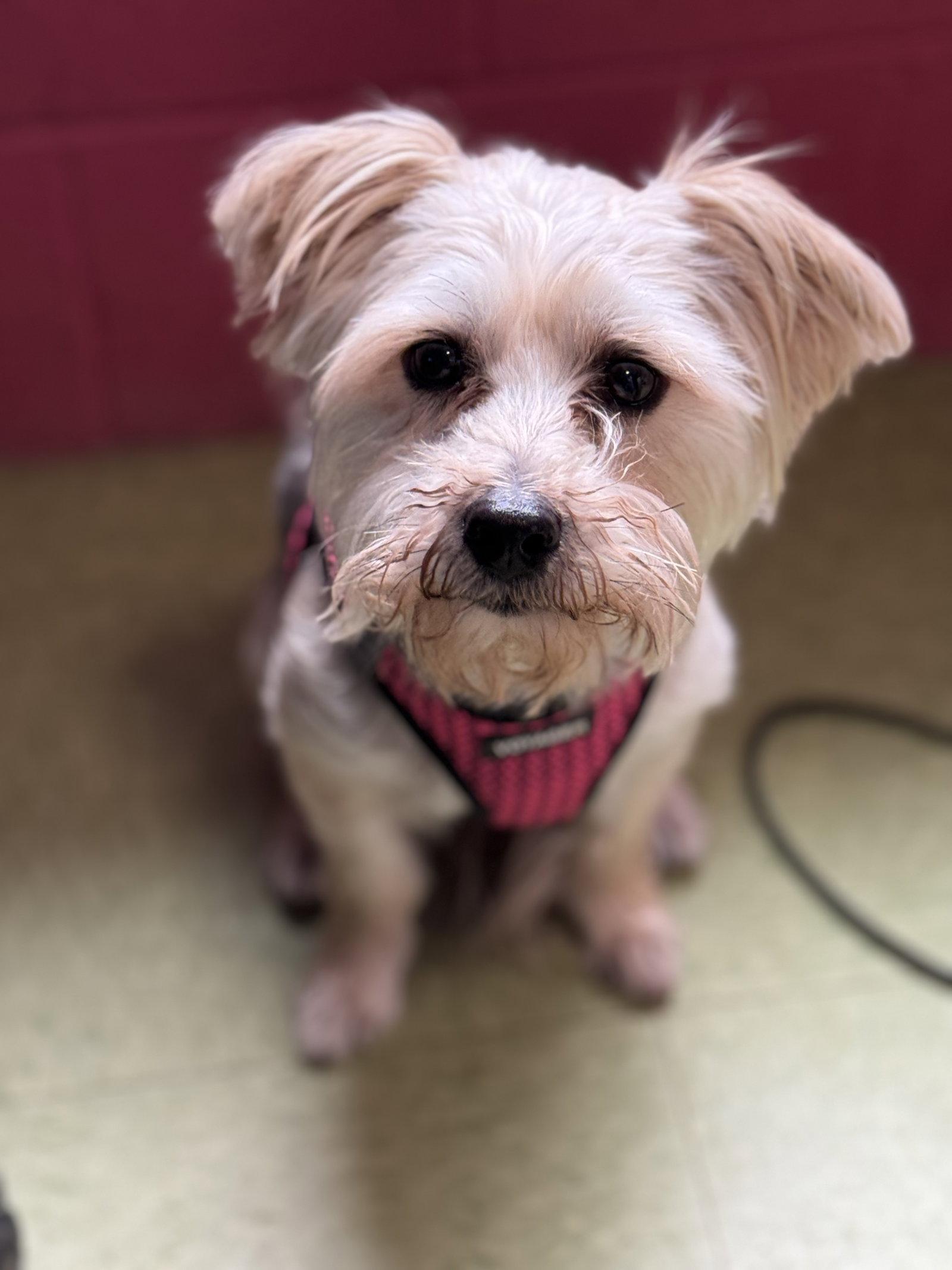 Enlarge Buster, a Adopted mixed breed in New Martinsville, WV image 2/3