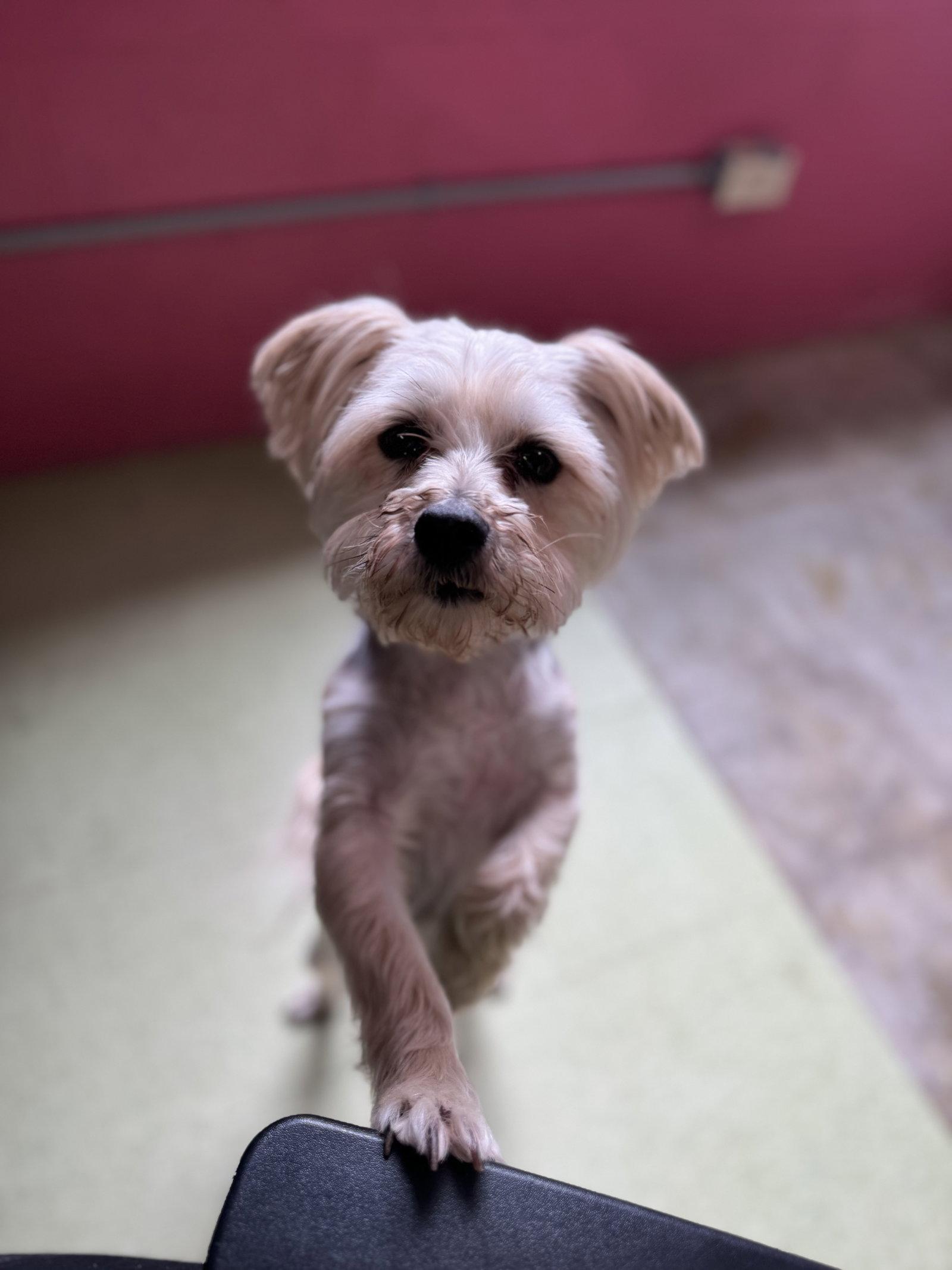 Enlarge Buster, a Adopted mixed breed in New Martinsville, WV image 3/3