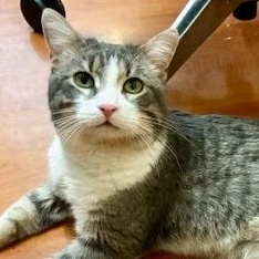 Enlarge Hugh, an adopted mixed breed in Chicago, IL image 1/5