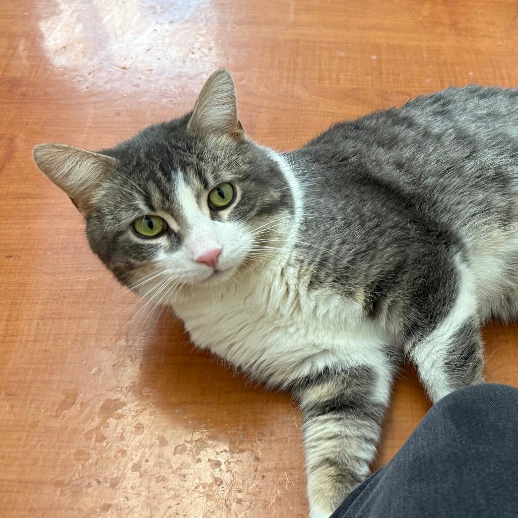 Enlarge Hugh, an adopted mixed breed in Chicago, IL image 3/5