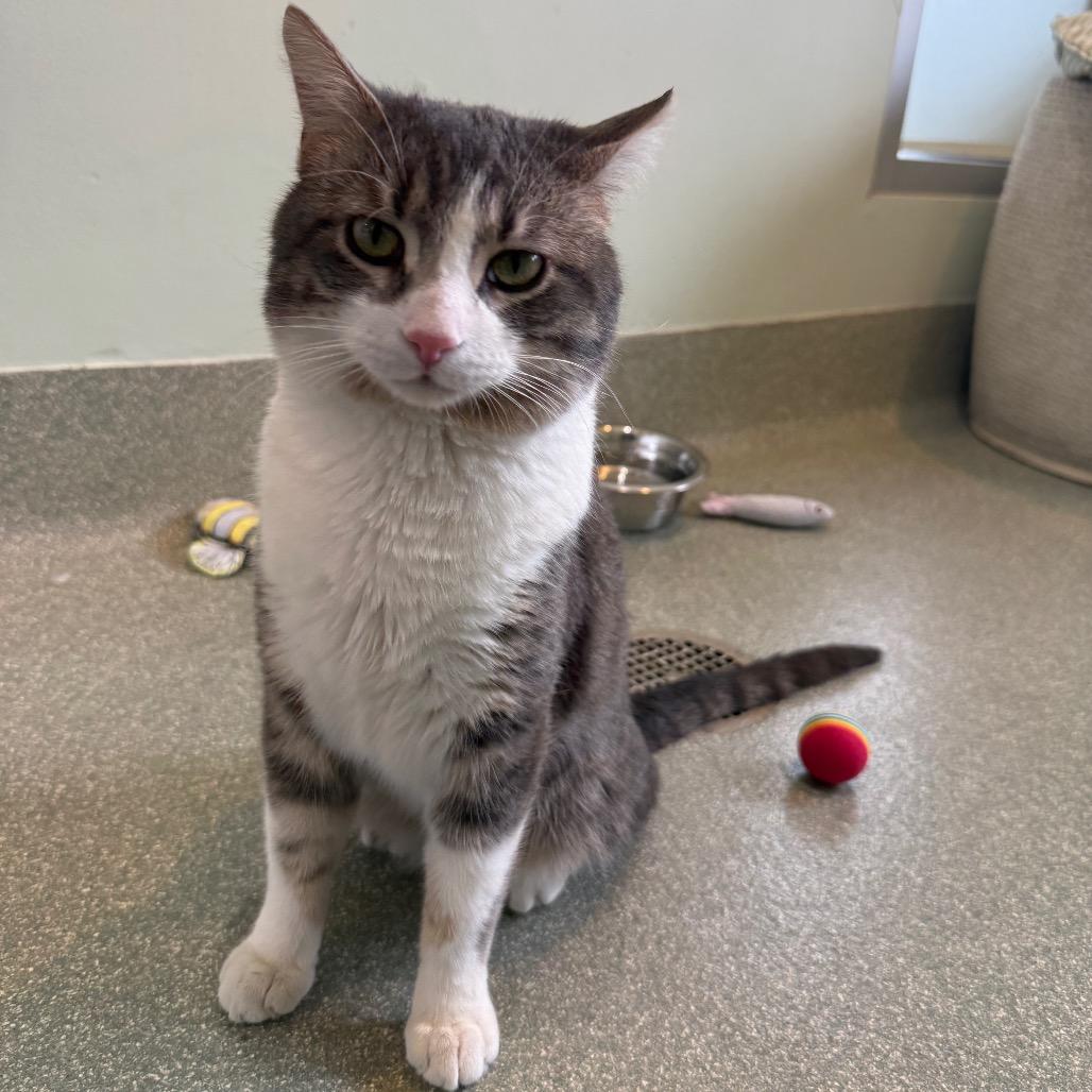 Enlarge Hugh, an adopted mixed breed in Chicago, IL image 5/5