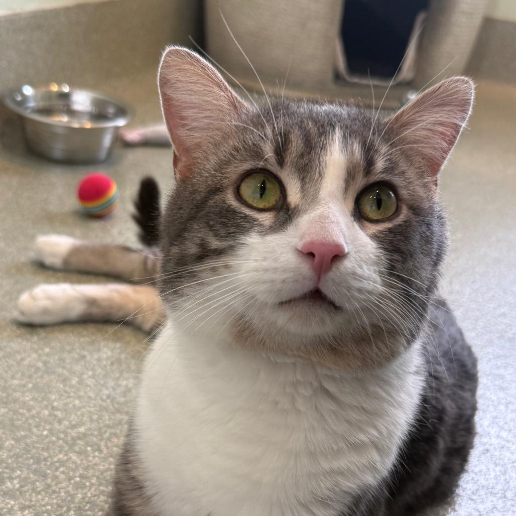 Enlarge Hugh, an adopted mixed breed in Chicago, IL image 4/5