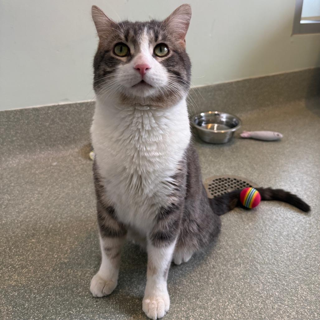 Enlarge Hugh, an adopted mixed breed in Chicago, IL image 2/5