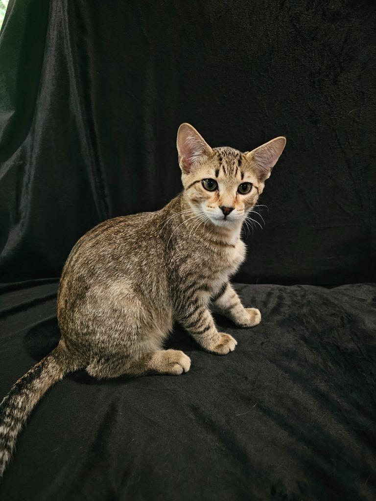 Enlarge Yugi, a Adoptable mixed breed in Roanoke, TX image 2/4