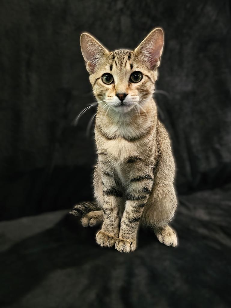 Enlarge Yugi, a Adoptable mixed breed in Roanoke, TX image 3/4