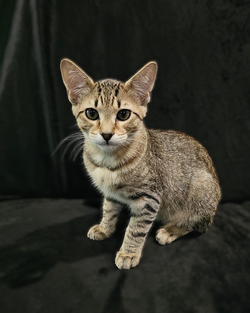Enlarge Yugi, a Adoptable mixed breed in Roanoke, TX image 4/4