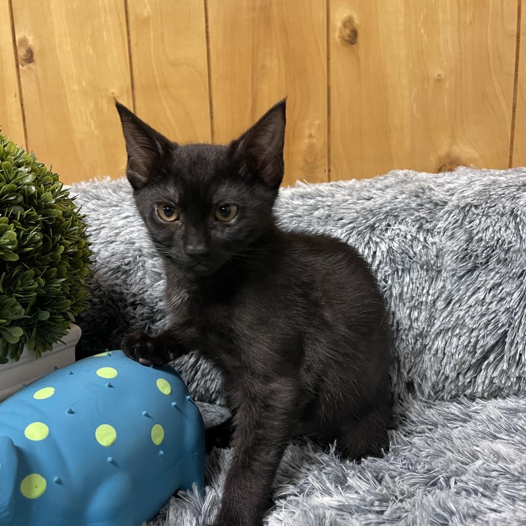 Enlarge SUNFLOWER, a Adoptable Domestic Medium Hair in Graham, WA image 1/4