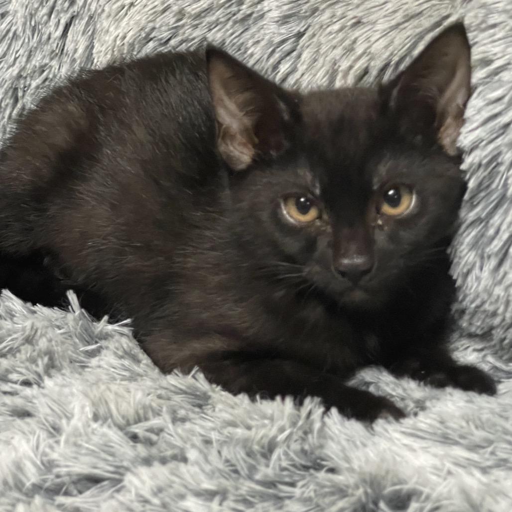 Enlarge SUNFLOWER, a Adoptable Domestic Medium Hair in Graham, WA image 3/4