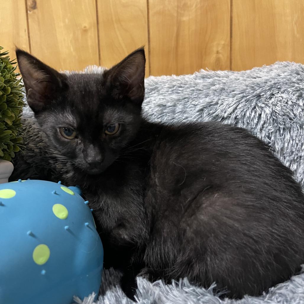 Enlarge SUNFLOWER, a Adoptable Domestic Medium Hair in Graham, WA image 4/4