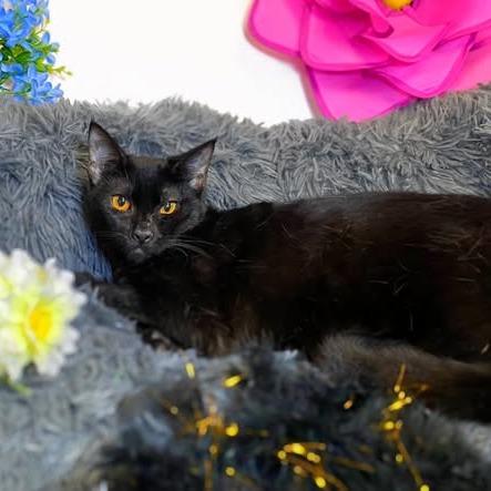 SUNFLOWER, Adoptable, Young Female Domestic Medium Hair.