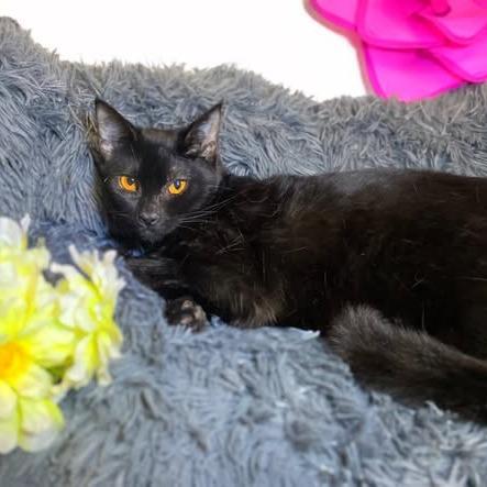 Enlarge SUNFLOWER, a Adoptable Domestic Medium Hair in Graham, WA image 2/2