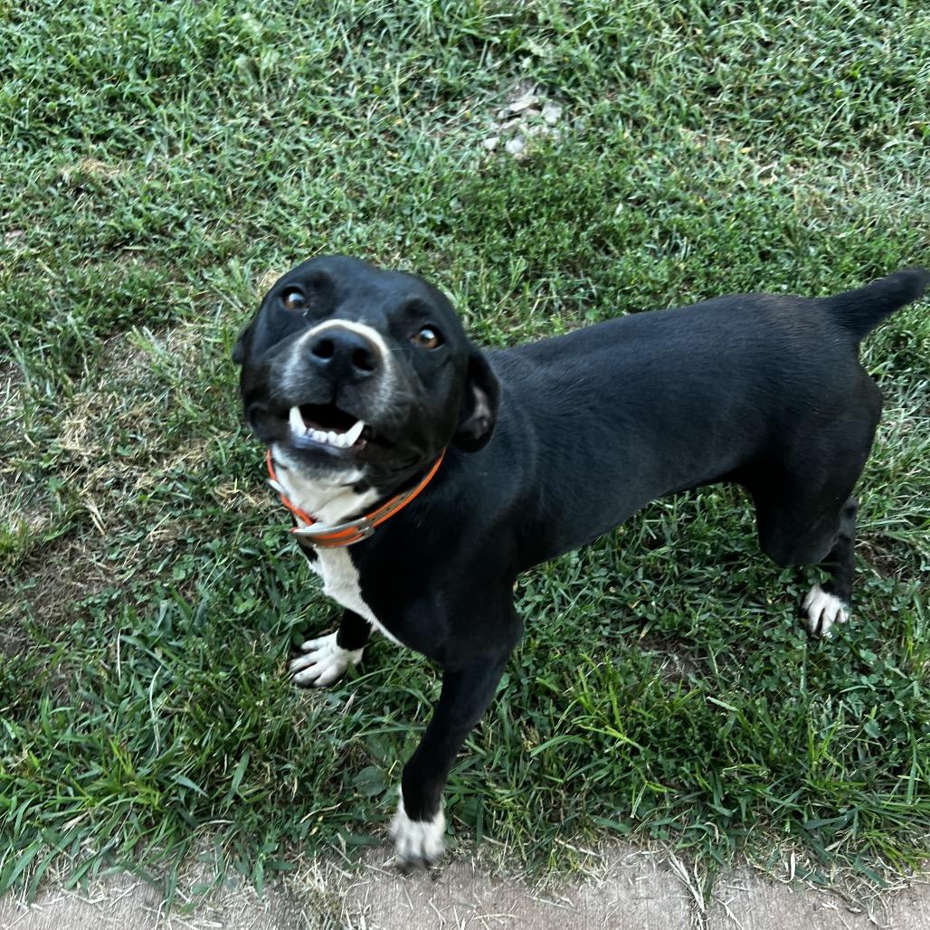 Patrick, Adoptable, Adult Male Mountain Cur & Pit Bull Terrier.