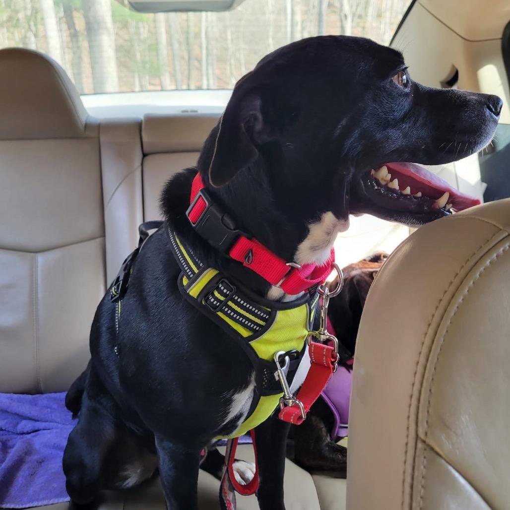 Enlarge Patrick, a Adoptable mixed breed in Harrisville, WV image 2/6