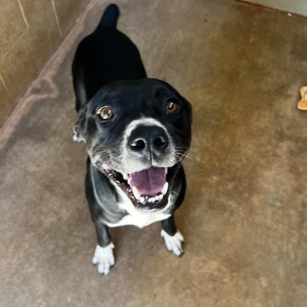 Enlarge Patrick, a Adoptable mixed breed in Harrisville, WV image 3/6