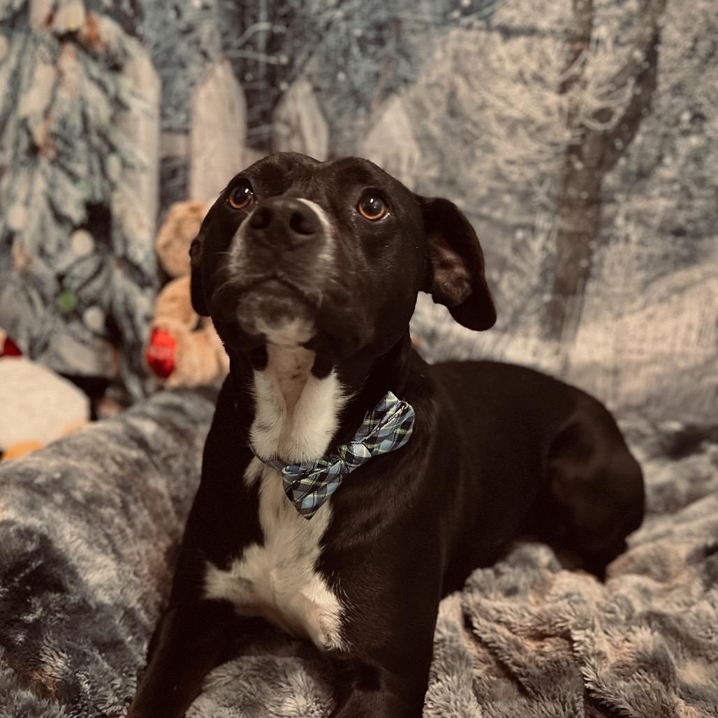 Enlarge Patrick, a Adoptable mixed breed in Harrisville, WV image 4/6