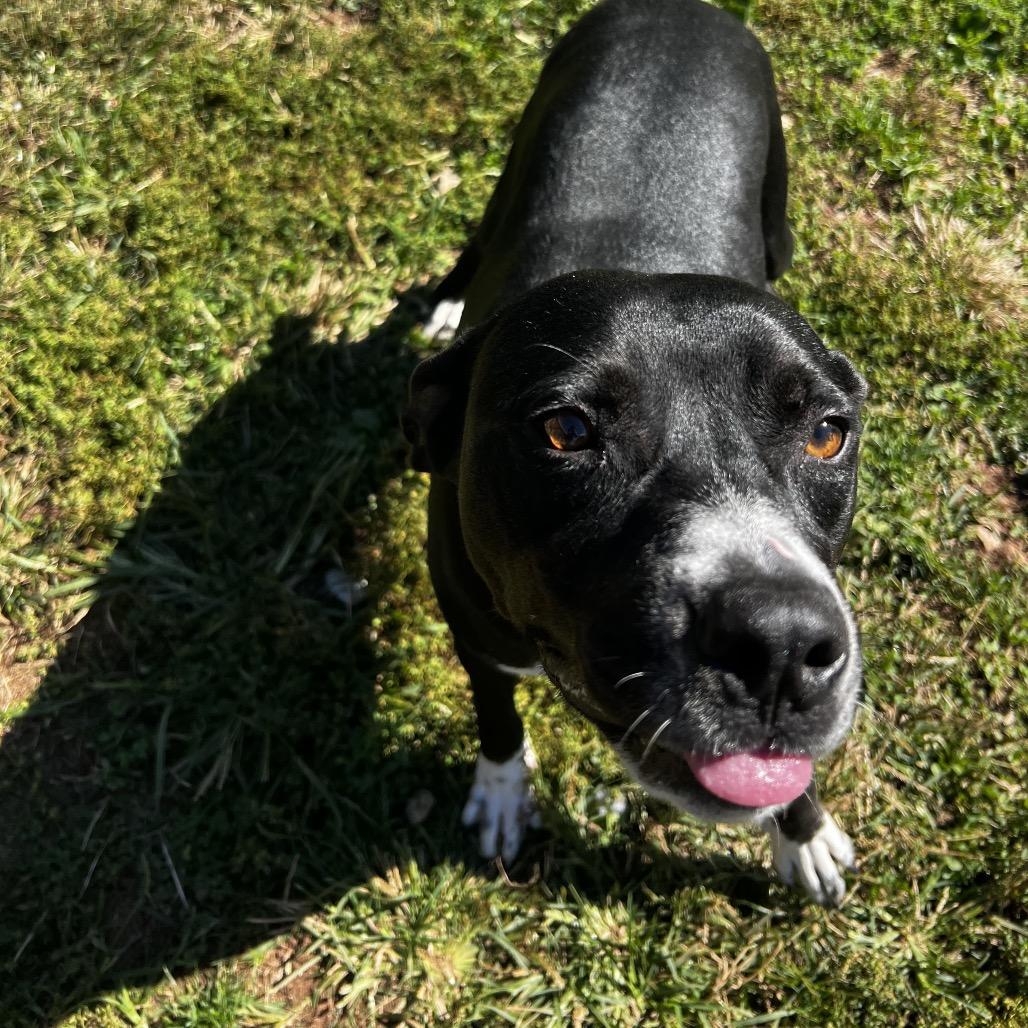 Enlarge Patrick, a Adoptable mixed breed in Harrisville, WV image 6/6