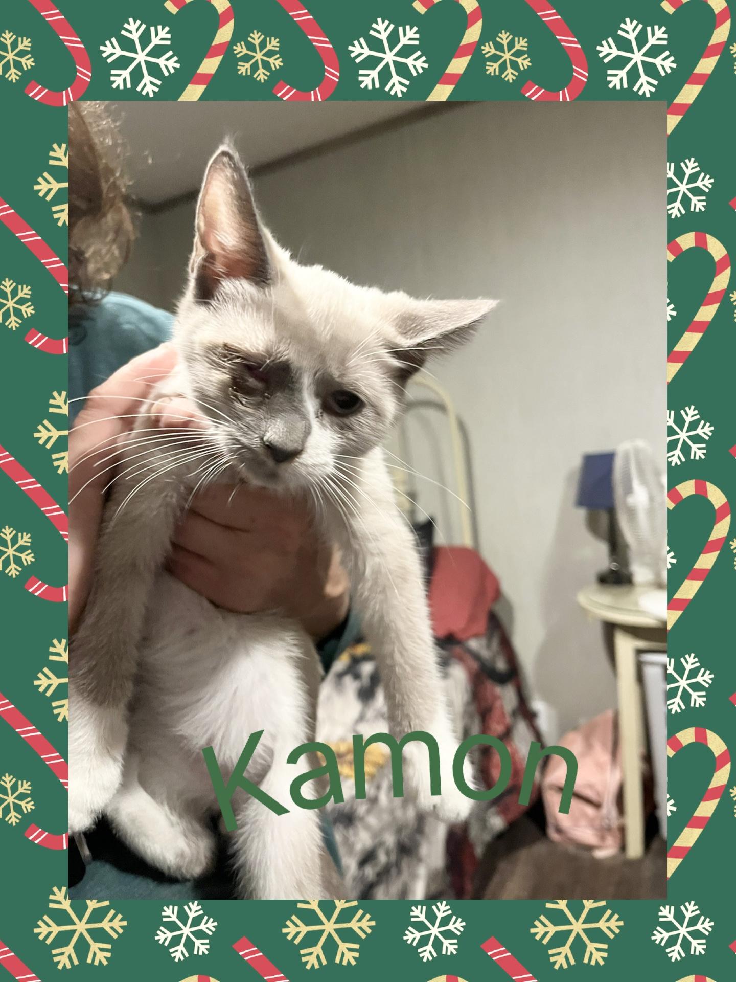 Enlarge Kamon, a ADOPTABLE Siamese in Lebanon, MO image 1/1