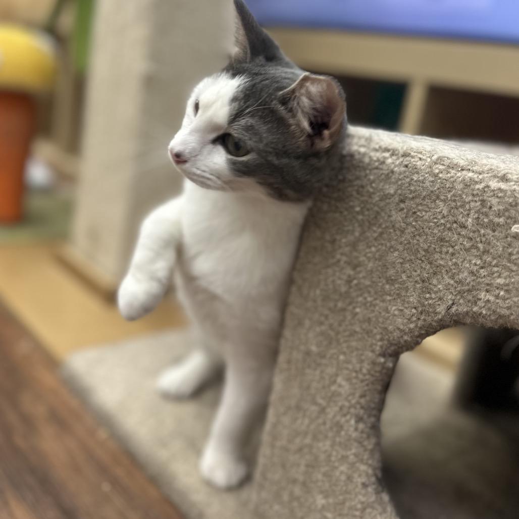 Pegasus, Adoptable, Young Female Domestic Short Hair.