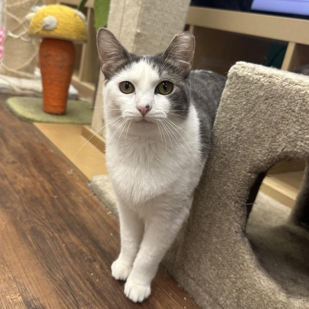 Enlarge Pegasus, a Adoptable Domestic Short Hair in Mount Laurel, NJ image 2/6