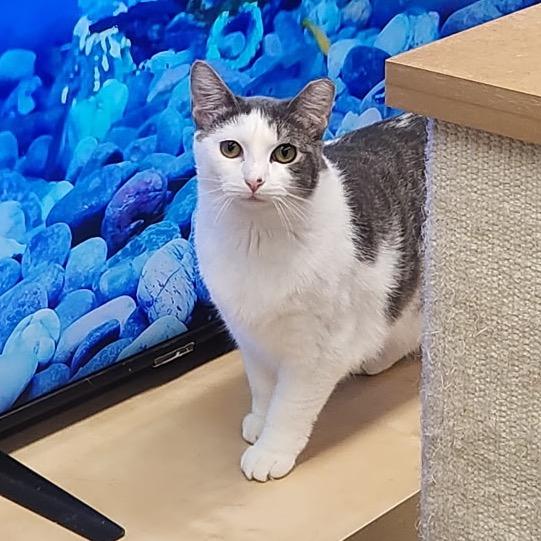 Enlarge Pegasus, a Adoptable Domestic Short Hair in Mount Laurel, NJ image 3/6