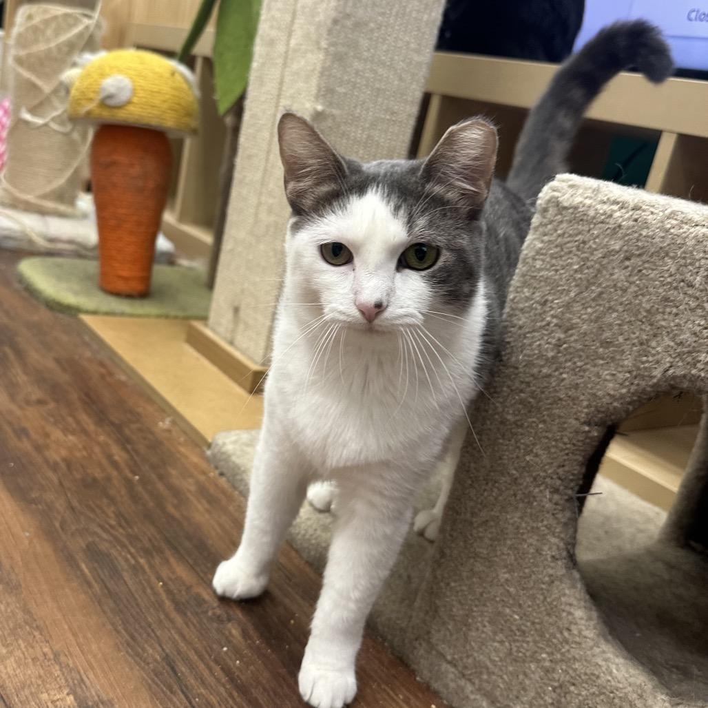 Enlarge Pegasus, a Adoptable Domestic Short Hair in Mount Laurel, NJ image 4/6