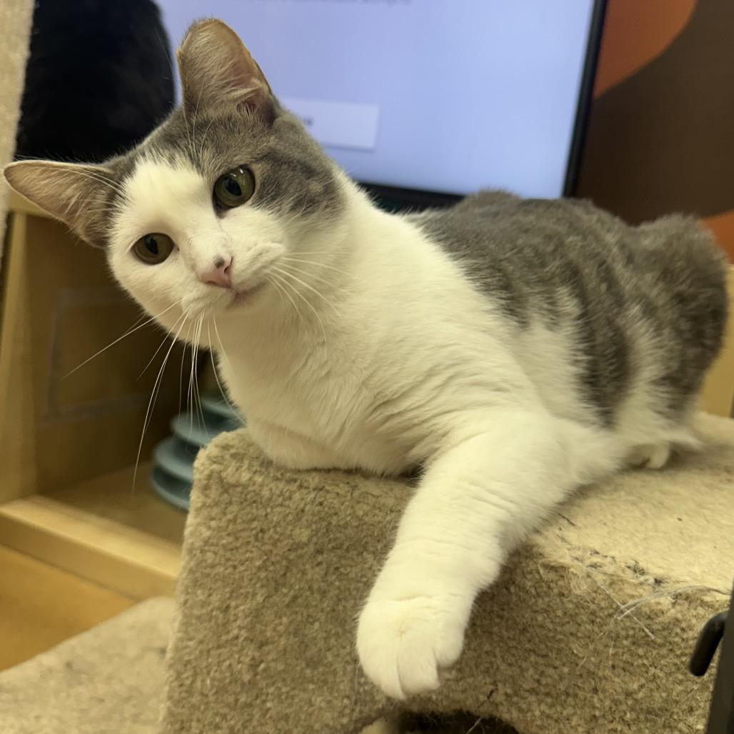 Enlarge Pegasus, a Adoptable Domestic Short Hair in Mount Laurel, NJ image 5/6