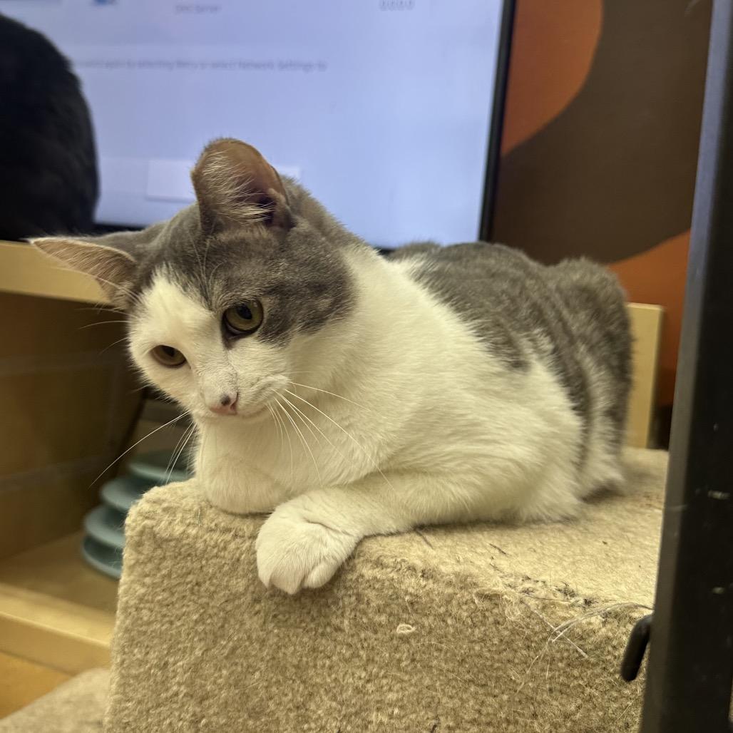 Enlarge Pegasus, a Adoptable Domestic Short Hair in Mount Laurel, NJ image 6/6