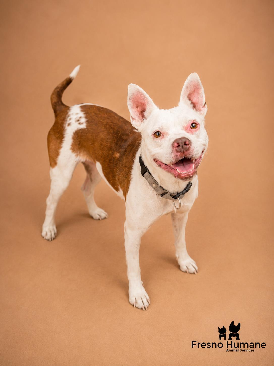 Enlarge Riza, a Adoptable mixed breed in Fresno, CA image 1/3