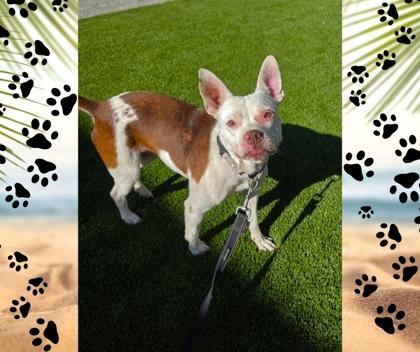 Enlarge Riza, a Adoptable mixed breed in Fresno, CA image 2/3