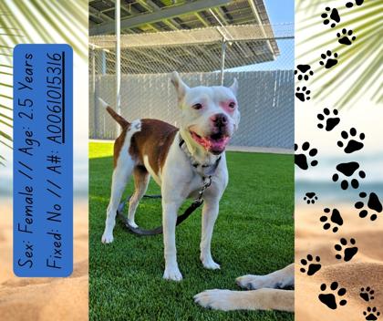 Enlarge Riza, a Adoptable mixed breed in Fresno, CA image 3/3