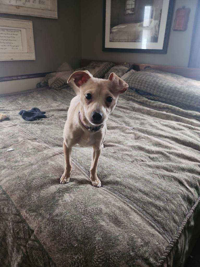 Tiny Tim, Adoptable, Puppy Male Jack Russell Terrier & Chihuahua.