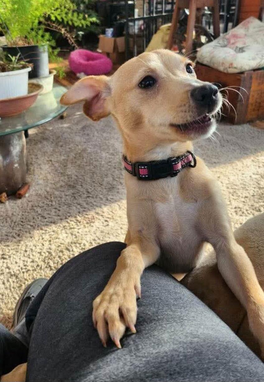 Enlarge Tiny Tim, a Adoptable mixed breed in Buffalo, MN image 1/3