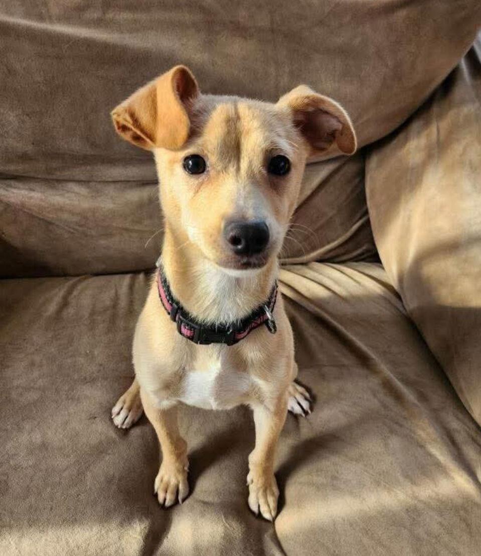 Enlarge Tiny Tim, a Adoptable mixed breed in Buffalo, MN image 2/3