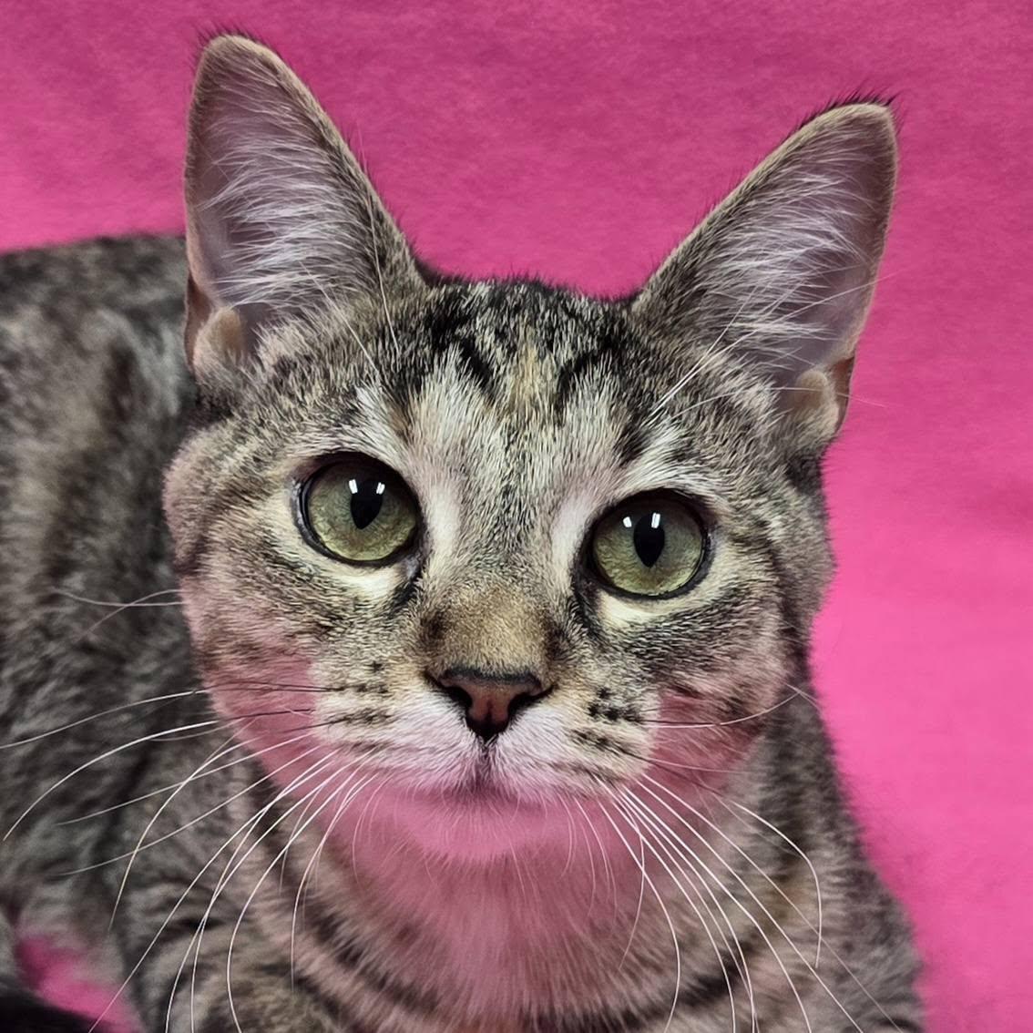 Enlarge Gretchen, a Adoptable mixed breed in Frankfort, IN image 3/5