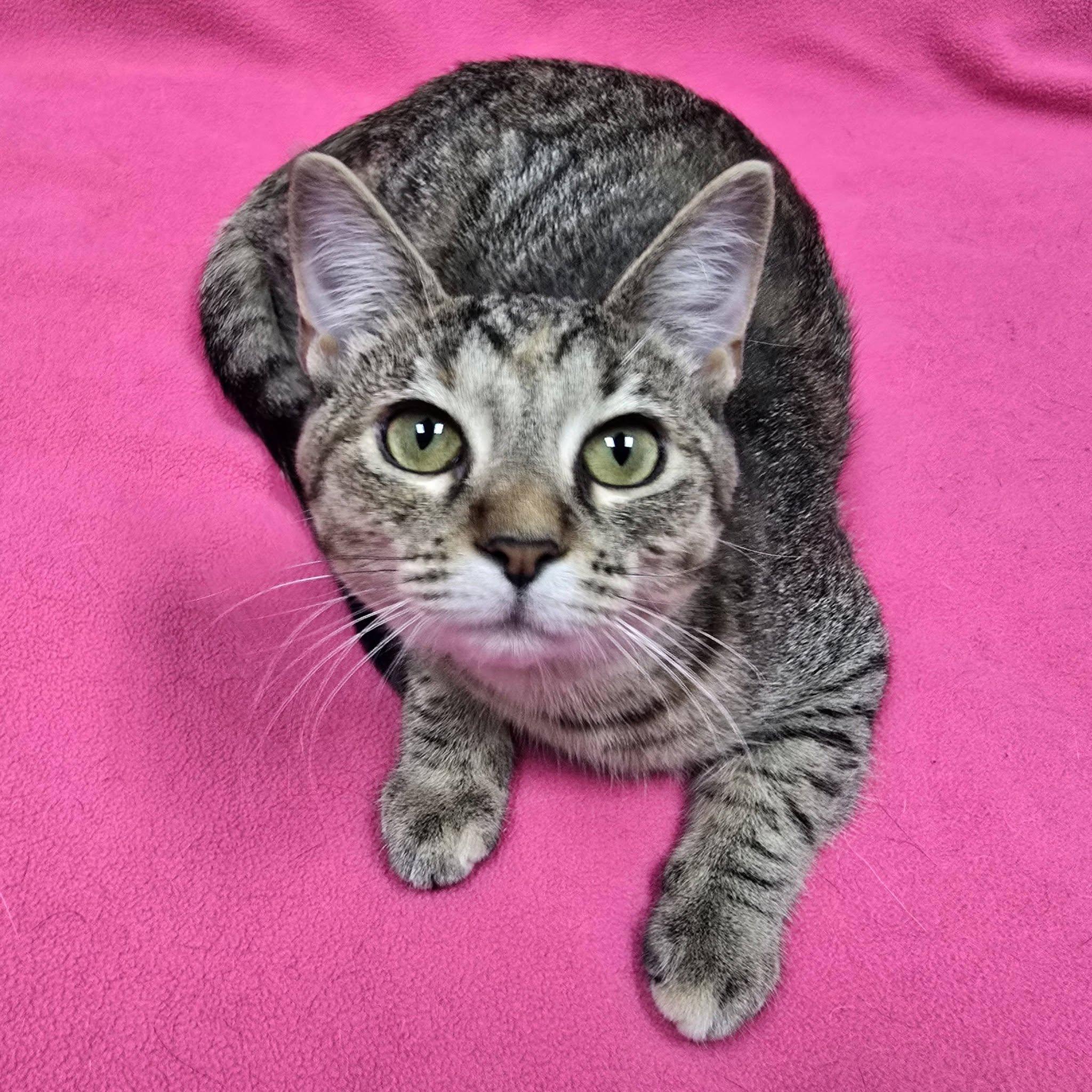 Enlarge Gretchen, a Adoptable mixed breed in Frankfort, IN image 5/5