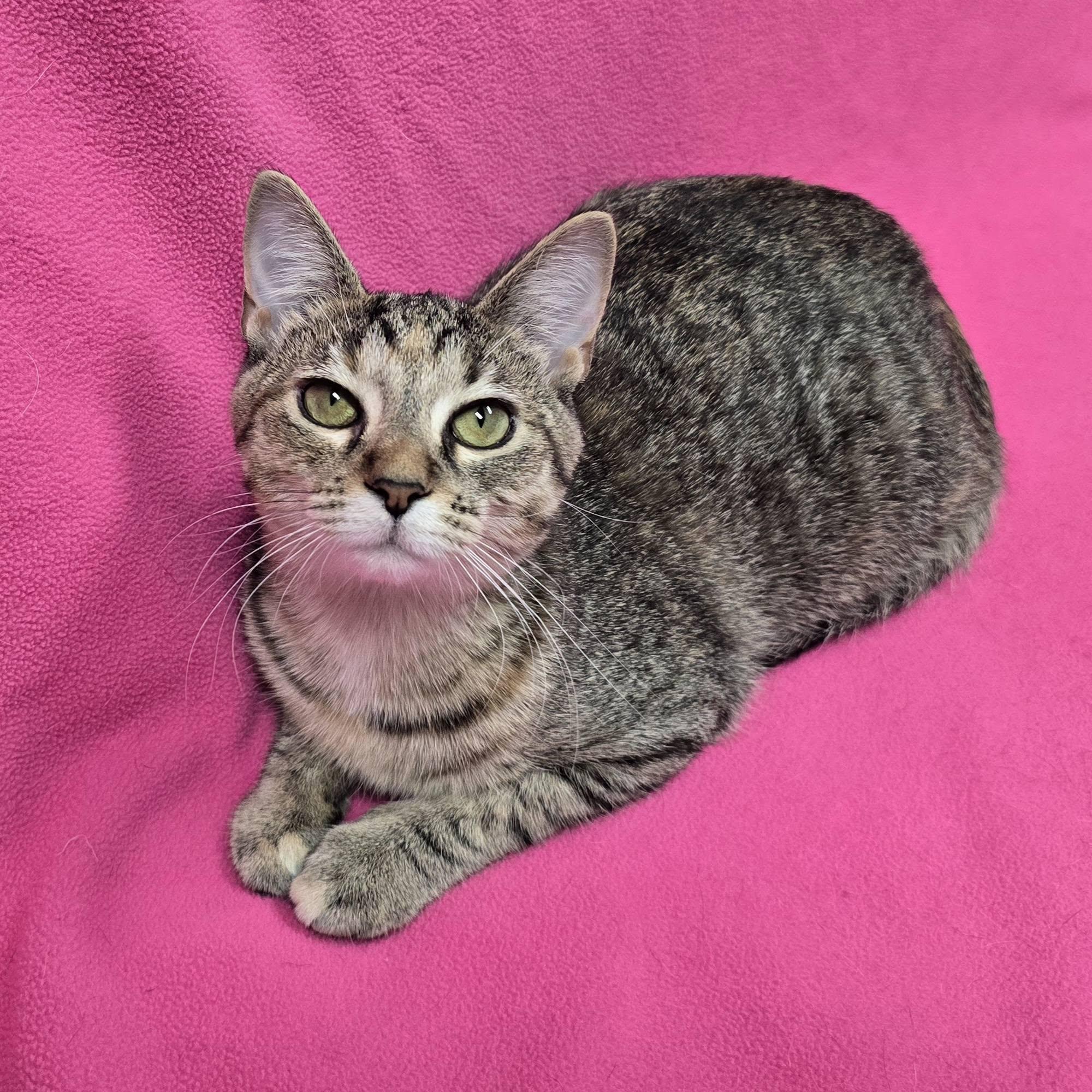 Enlarge Gretchen, a Adoptable mixed breed in Frankfort, IN image 4/5