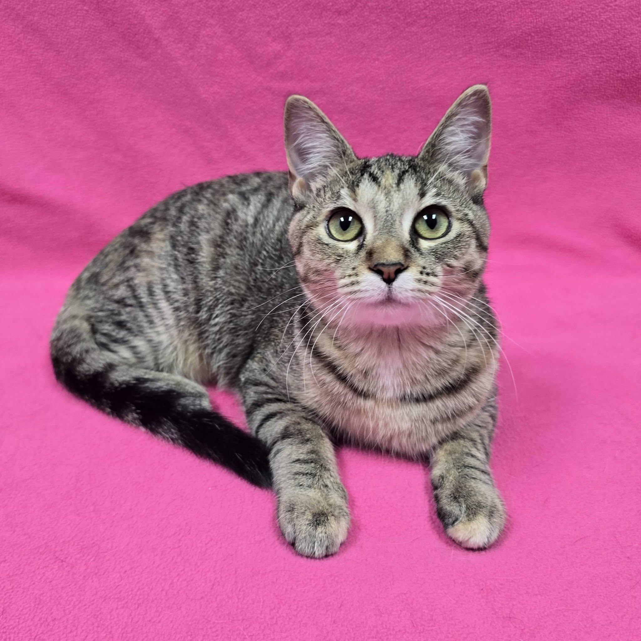 Gretchen, Adoptable, Young Female Domestic Short Hair & American Shorthair.