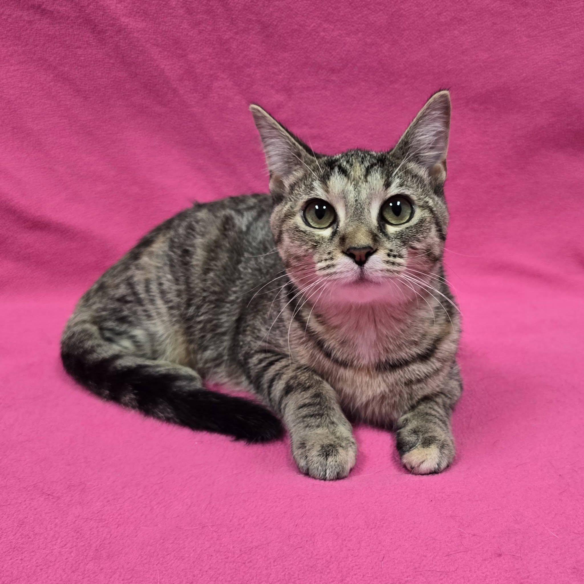 Enlarge Gretchen, a Adoptable mixed breed in Frankfort, IN image 2/5