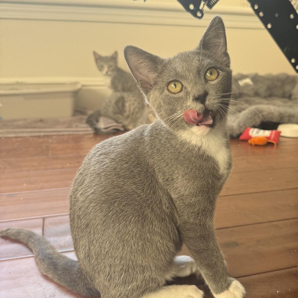 Gizmo, Adoptable, Kitten Male Domestic Short Hair.