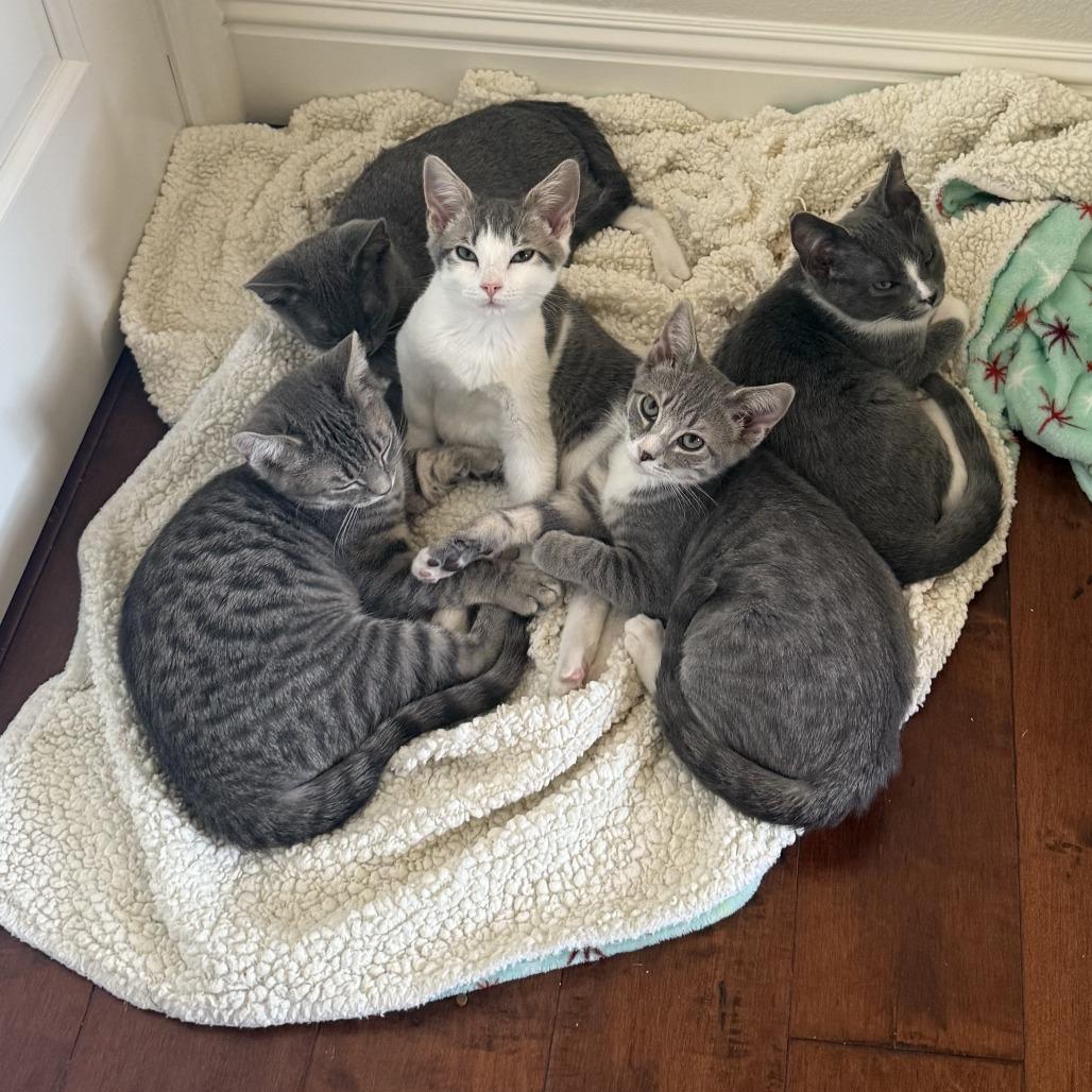 Enlarge Gizmo, a Adoptable Domestic Short Hair in Pleasanton, CA image 2/3